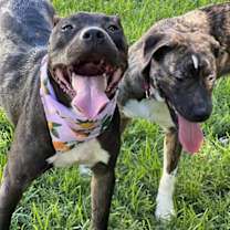 Thumbnail photo of Pixie #2