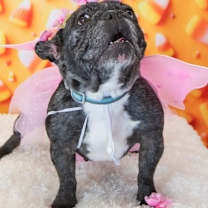 adopt-pet