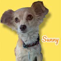 adopt-pet
