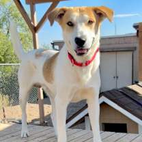 adopt-pet