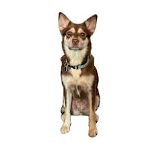 Thumbnail photo of Willow #1