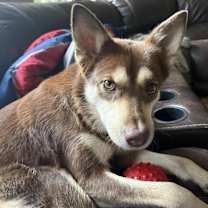 Thumbnail photo of Willow #2