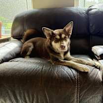 Thumbnail photo of Willow #3