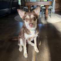 Thumbnail photo of Willow #4