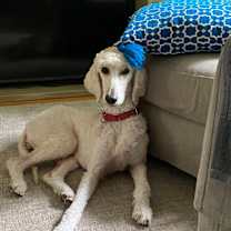 adopt-pet