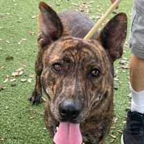 Thumbnail photo of Arsenio 3433 #4