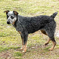 Thumbnail photo of Orphan Annie #4