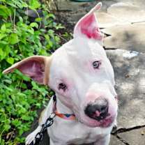 Thumbnail photo of Oakley (fka Bottega) #1