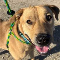 Hank (Fostered in Omaha)