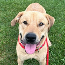 Thumbnail photo of Hank (Fostered in Omaha) #2