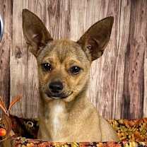 Thumbnail photo of Cerise #1