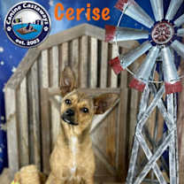 Thumbnail photo of Cerise #2