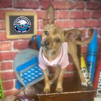 Thumbnail photo of Cerise #3