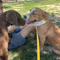 Thumbnail photo of Bombshells #2