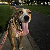 Thumbnail photo of Bombshells #3