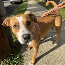 Thumbnail photo of Bombshells #4