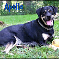 Thumbnail photo of Apollo #2