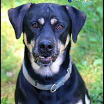 Thumbnail photo of Apollo #4