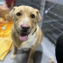 adopt-pet