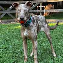 Thumbnail photo of Lark - NY #1