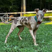 Thumbnail photo of Lark - NY #2