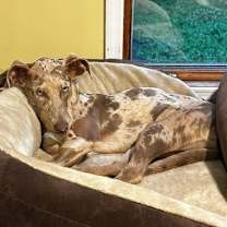 Thumbnail photo of Lark - NY #3