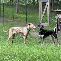 Thumbnail photo of Lark - NY #4