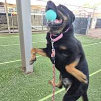 Thumbnail photo of TOBY #1