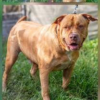 Thumbnail photo of Big Guy #2