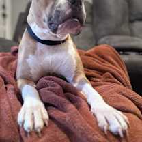 Thumbnail photo of DOBBY #1