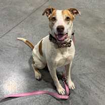 adopt-pet