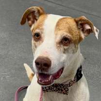 Thumbnail photo of Sweetheart aka Sweetie #3