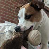 Thumbnail photo of Abby #2