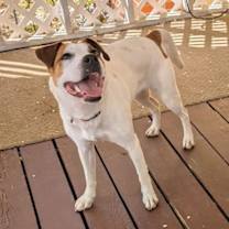 Thumbnail photo of Abby #3