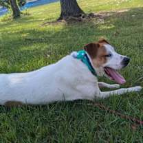 Thumbnail photo of Abby #4