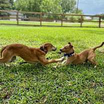 Thumbnail photo of Pumpkin Petite Perfection Dream +1 #4