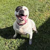 Thumbnail photo of Dee Dee Ramone #3