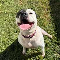 Thumbnail photo of Dee Dee Ramone #4