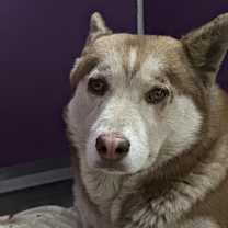 Thumbnail photo of Cinnamon #3