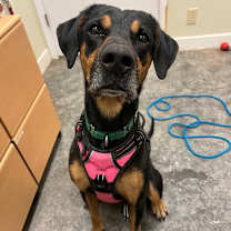 Thumbnail photo of Tandy #2