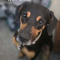 Thumbnail photo of Tandy #4