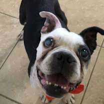 Thumbnail photo of Buster Brown #3