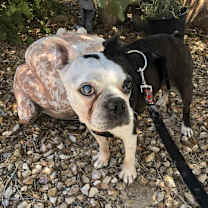 Thumbnail photo of Buster Brown #4