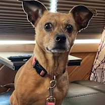 Thumbnail photo of Cleo #2