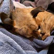 Thumbnail photo of Cleo #4