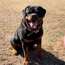 Thumbnail photo of ACHILLES #1