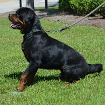 Thumbnail photo of ACHILLES #2