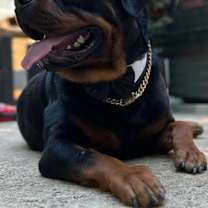 Thumbnail photo of ACHILLES #3