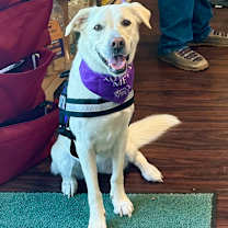 Thumbnail photo of Mellow #1