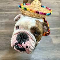 Thumbnail photo of Meatloaf Man is a couch potato pancake! #1